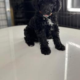 Onyx - Black male Poodle puppy in Gainesville, Florida from Pipsqueak Mansion Poodles