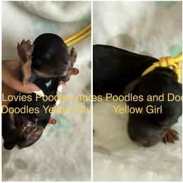 Cavapoo Puppies from Lovies Poodles and Doodles