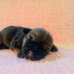 Border Terrier Puppies from Ruff n Ready Border Terriers