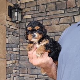 Jill - Black and tan female Cavapoo puppy in Apple Creek, Ohio from Grandeur Valley Puppies