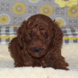 Destiny - Red  female Goldendoodle puppy in Carnesville, Georgia from Mustard Seed Ranch Goldendoodles