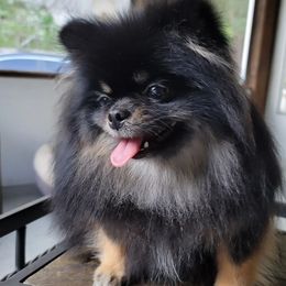 Pomeranians from NY Snow Poms