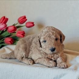 Biscuit - Red male Aussiedoodle puppy in Sparta, Missouri from Sis' Doodles & Poodles
