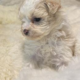Goldendoodle, Maltipoo, and Poodle Puppies from Pawriffic Pups
