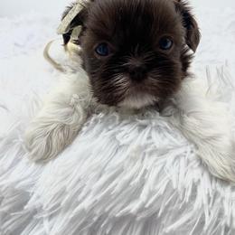 Ophelia - Liver and white female Shih Tzu puppy in Jacksonville, Florida from Fancy Garden Shih Tzu