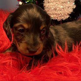Rocky - Dapple male Dachshund puppy in Salyersville, Kentucky from Lavendell Dachshunds