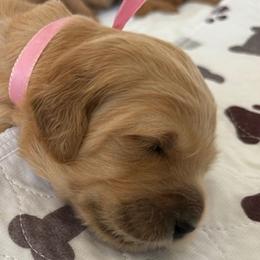 PENELOPE - Red  female Goldendoodle puppy in Porter Ranch, California from Jasperdoodle.com