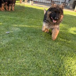 AKC Black Boy - Black and red male German Shepherd puppy in Bakersfield, California from Aguirre Farm