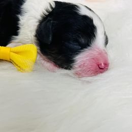 Starburst.  AKC. Clear - Phantom male Poodle puppy in Nixa, Missouri from Family Poodles