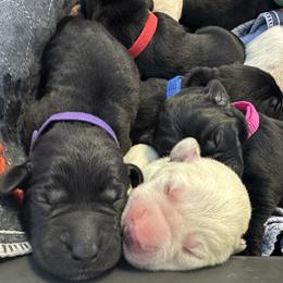 Labrador Retriever Puppies from Luvable AZ Labs