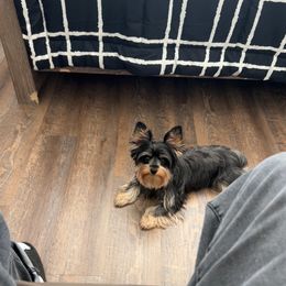 Lucy - Black and gold female Yorkshire Terrier puppy in Kissimmee, Florida from Bebe AKC Puppies