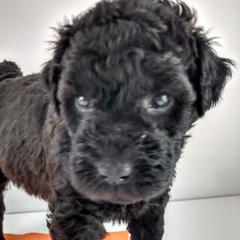 Poodle and Whoodle Puppies from Twin Pines