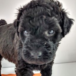 Poodle and Whoodle Puppies from Twin Pines