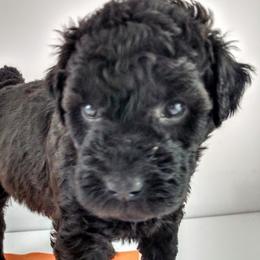 Poodle and Whoodle Puppies from Twin Pines