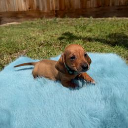 Toby - Red male Dachshund puppy in Modesto, California from Raws Doxies