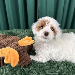 Bonnie - Poodle puppy from Carman's Miniature Poodles
