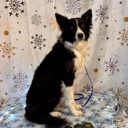 Feather - Border Collie
