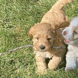 Cockapoos from Cleveland Cockapoos