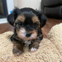 Layla - Black and tan female Yorkshire Terrier puppy in Atlanta, Georgia from Waggin Buddies Litter