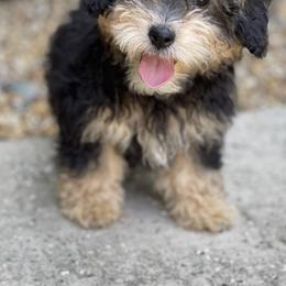 Bernedoodle Puppies from Eastside Paws LLC