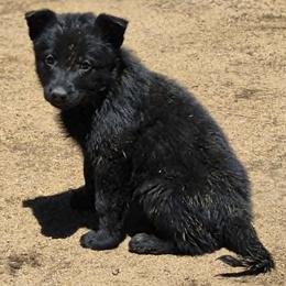 Brown boy - Black male German Shepherd puppy in Lake George, Colorado from High Country German Shepherds