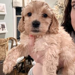 Pixie - Cream female Cockapoo puppy in Denver, Pennsylvania from Greenview Puppies