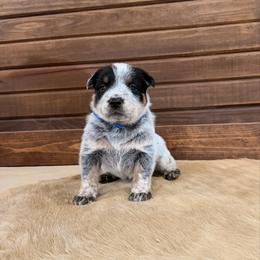 Blue Collar - Blue speckled male Australian Cattle Dog puppy in Nevada, Missouri from Back Road Dog Company, LLC
