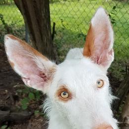 Ibizan Hounds from Compelling Canines