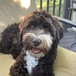 Hawkeye - Australian Labradoodle