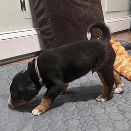 Boy 1 - male Appenzeller Sennenhund puppy in Westborough, Massachusetts from HussarRidge