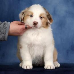 Mimosa - Red merle female Australian Shepherd puppy in Springville, New York from RisingStar Australian Shepherds