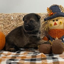 German Shepherd Puppies from Stonewick German Shepherds