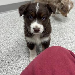 Purple - Red tri-color female Australian Shepherd puppy in Bethel, Minnesota from Aussie Tree-O