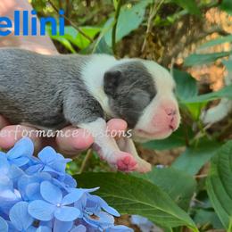 Tortellini - Blue male Boston Terrier puppy in Griffin, Georgia from Celtic Performance Bostons