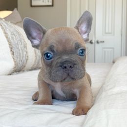 French Bulldog Puppies from Honey Bee Frenchies