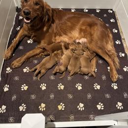 Autumn - Dark golden female Golden Retriever puppy in Lebec, California from Socalretrievers