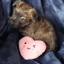 Black Brindle - Brindle female Cairn Terrier puppy in Centerville, Texas from Cedar Forrest Terriers LLC (Cairns & Australian Terriers)