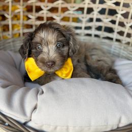 Wooly - Red merle male Aussiedoodle puppy in Grinnell, Iowa from Rural Iowa Aussies & Doodles