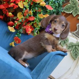 Kahula Chocolate and Cream female - Chocolate and cream female Dachshund puppy in Woodbine, Georgia from Walker's Minidachs