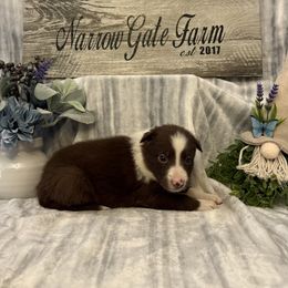 Nova - White and red female Border Collie puppy in Moody, Texas from Narrow Gate Farm