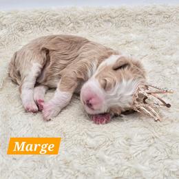 Marge - Red female Bernedoodle puppy in Neillsville, Wisconsin from Granton Creek