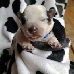 Australian Cattle Dog Puppies from Kurczak Farm LLC