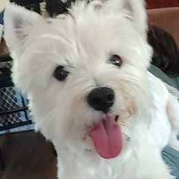 Cotons de Tulear, Mi-Kis, and West Highland White Terriers from My Little Puppy Paws