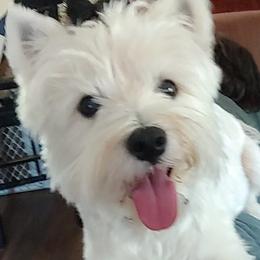 Cotons de Tulear, Mi-Kis, and West Highland White Terriers from My Little Puppy Paws
