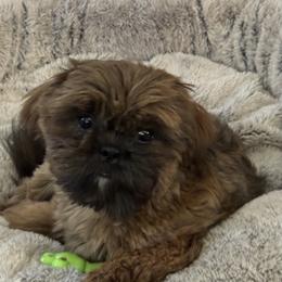 Scarlett - Shih Tzu