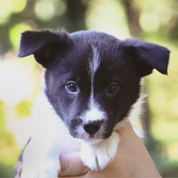 Annie - Black female Border Collie puppy in Dallas, Texas from Effervescent Border Collies