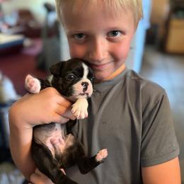 Aiden - Black brindle and white male Boston Terrier puppy in Tenmile, Oregon from High Plains French Bulldogs,Boston Terriers and Frenchtons.