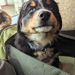 Zuko - Australian Shepherd