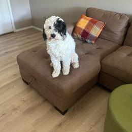 Jack - Sheepadoodle