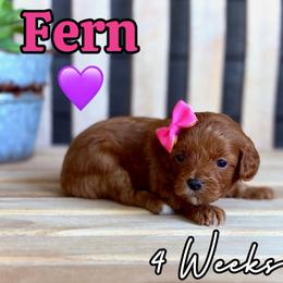 Fern - Red female Cavapoo puppy in Runaway Bay, Texas from Green Ranch Doodles